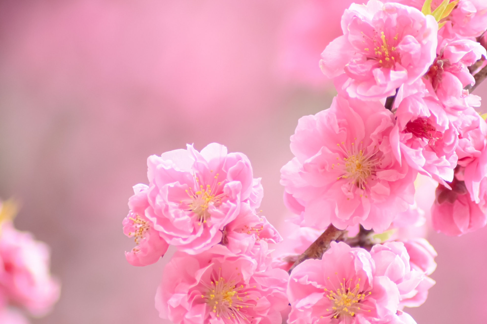 桃の花でひな祭りをイメージ目的
