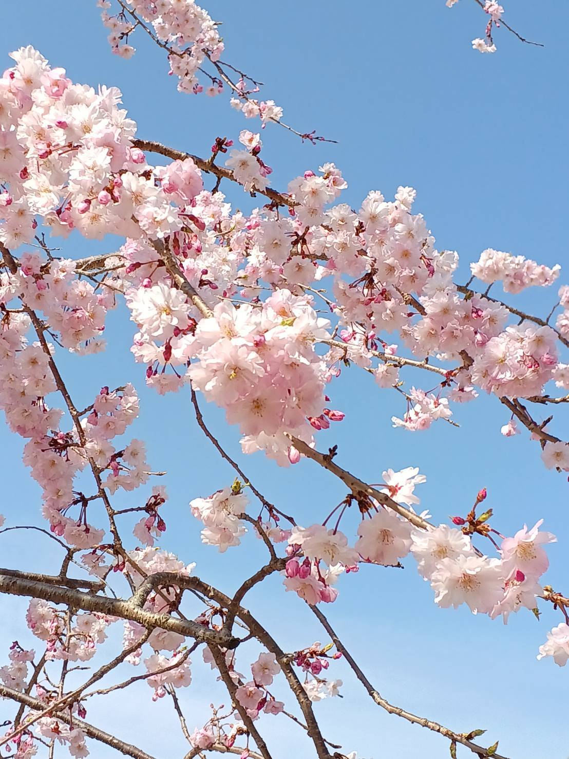 姫路城の桜のお花見をイメージ目的