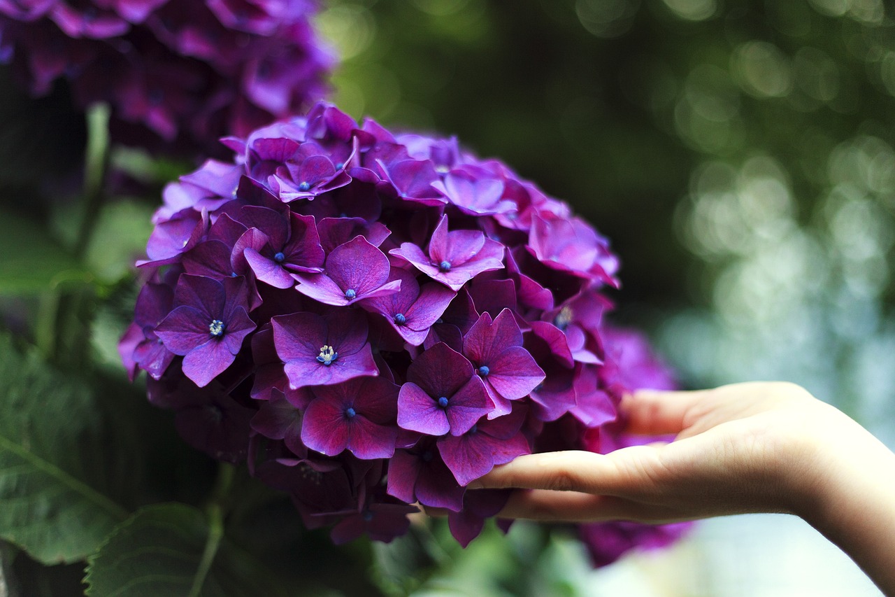 きれいな紫陽花の咲く季節の6月に剪定をするイメージ目的