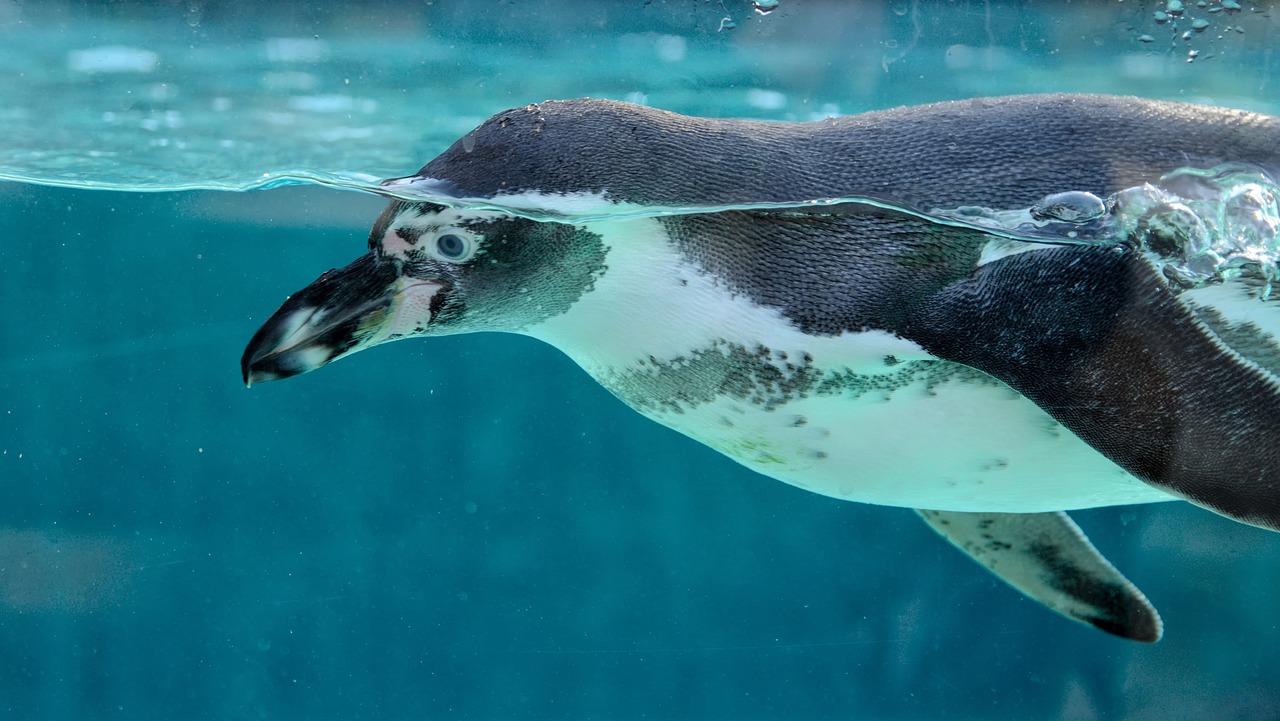 水族館で泳ぐペンギンのイメージ目的