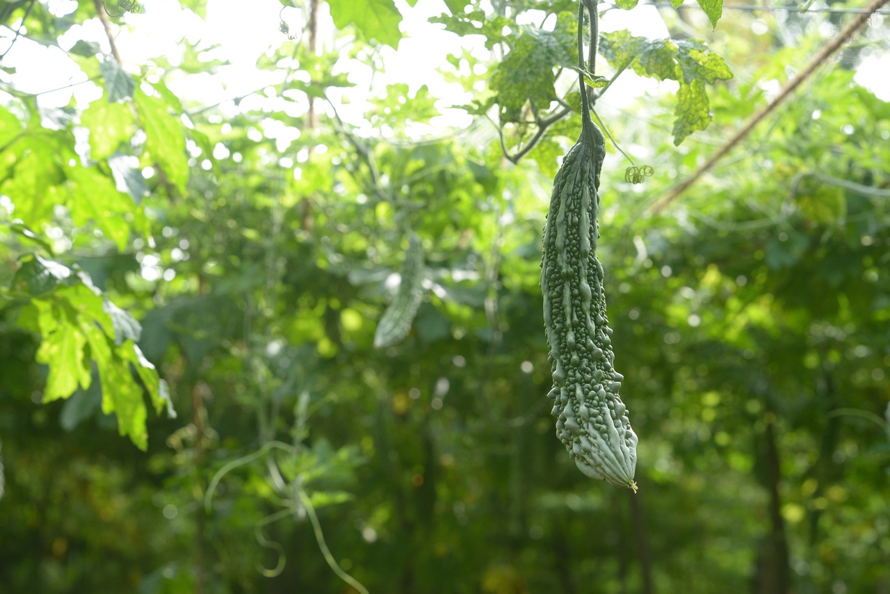 頂いたゴーヤでお料理したりしたイメージ目的