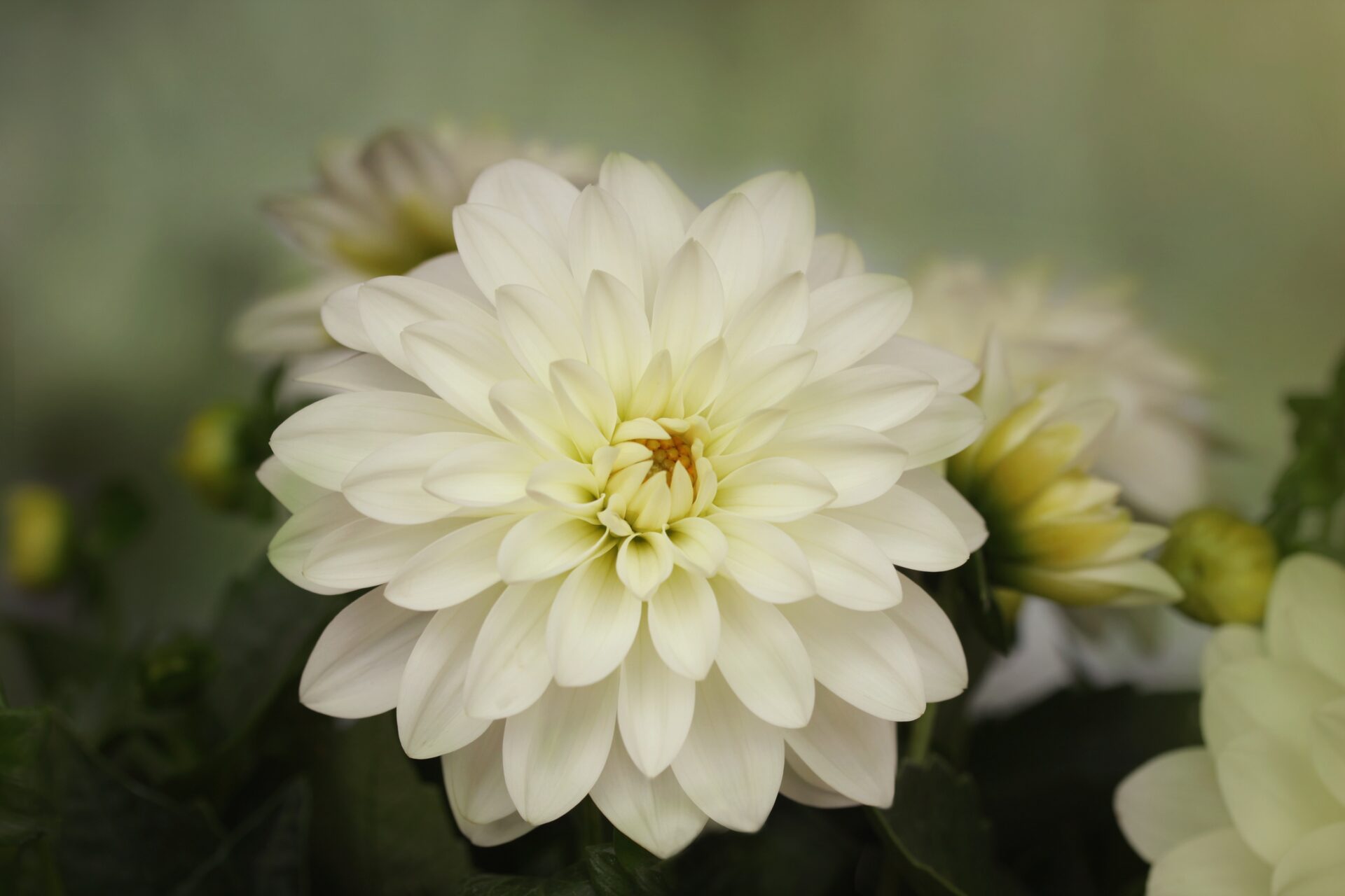 感謝の花言葉をダリアで父の晩年を綴るイメージ目的